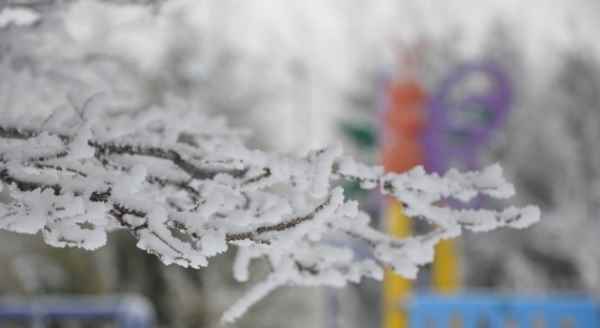  Ağaçlarda kar çiçekleri