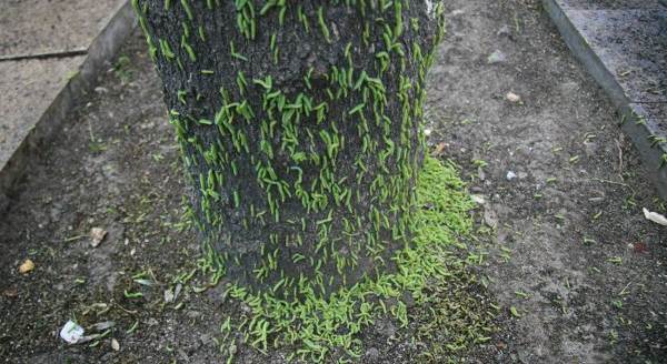 Ağaçları ve kaldırımı kurtlar bastı, yayalar koşarak geçiyor