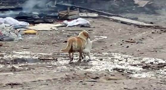 Anne köpek yavrusunu alevlerin arasından kurtardı