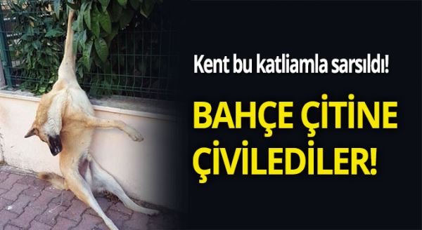 Antalya'da köpek katliamı!