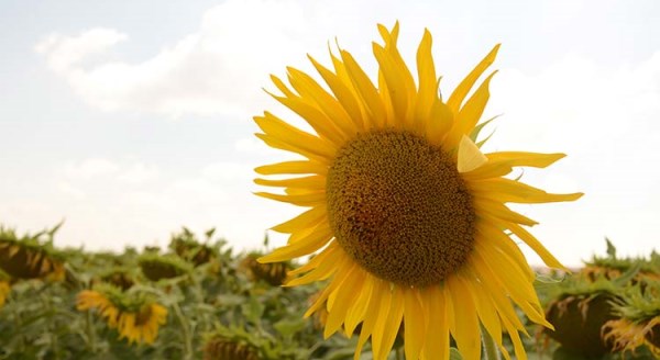 Ayçiçeği üreticisi bu yıl umutlu 