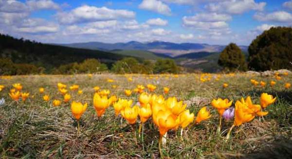 Baharın habercisinin eşsiz güzelliği!