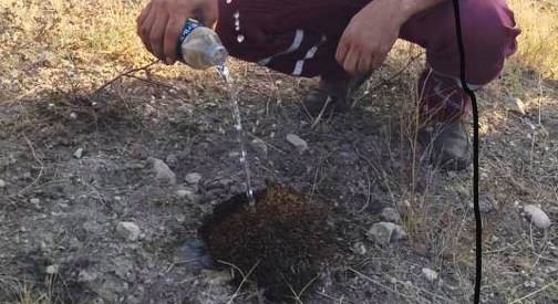 Başı yanan kirpiyi su dökerek soğuttular