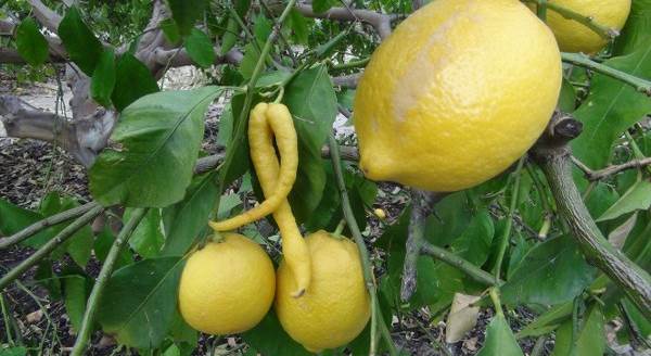 Biber görünümlü limon