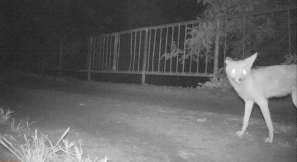 Bilecik’te fotokapana yakalanan yaban hayvanları