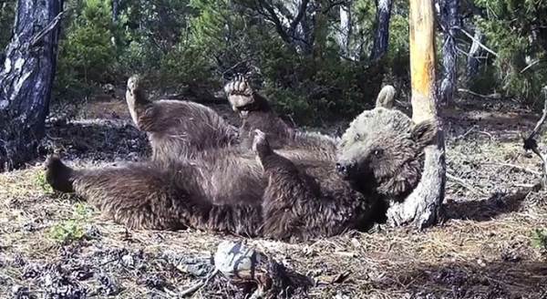 Boz ayının komik kaşınması işte böyle görüntülendi