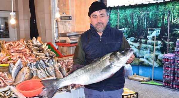 Bu balık kuzu fiyatına satıldı
