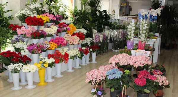 Bu güller hiç solmuyor