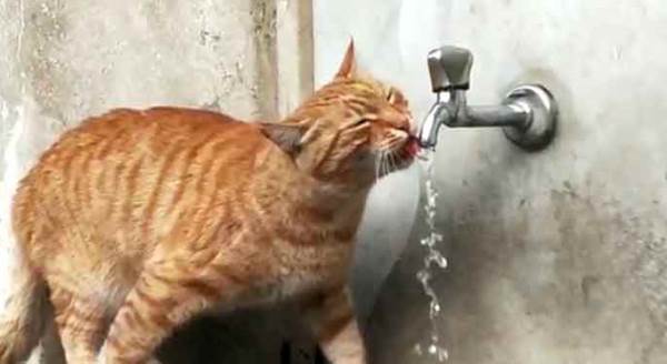 Bu kedi çeşmeden başka hiçbir yerden su içmiyor