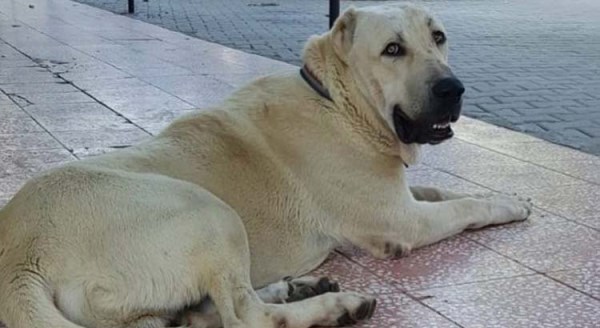 Bu köpeği bulana 1 hafta tatil