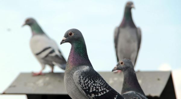 Bu kuşlar araba fiyatına!..