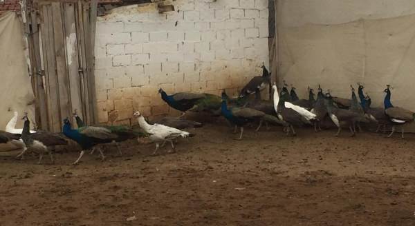 Bu kuşların çifti 5 bin liraya kadar satılıyor