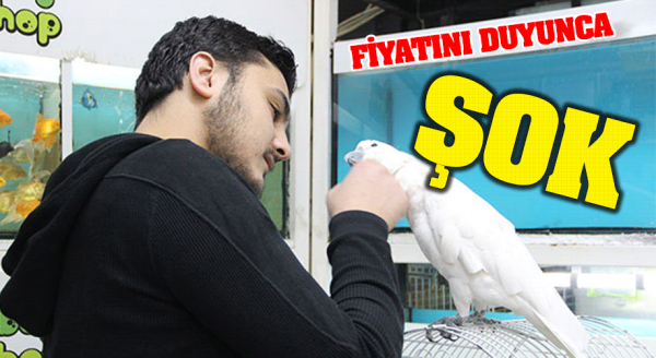 Bu papağanın fiyatı dudak uçuklattı
