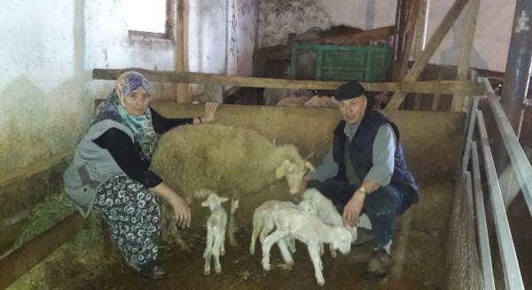 Bu yıl da dördüz doğurdu