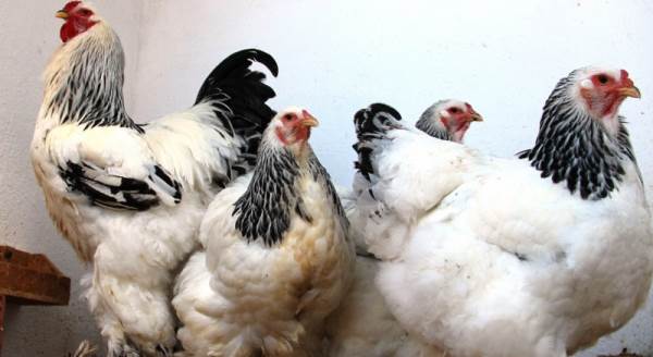 Bu yumurtanın tanesi 40 TL