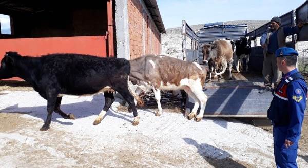 Büyükbaş hayvan hırsızları yakalandı