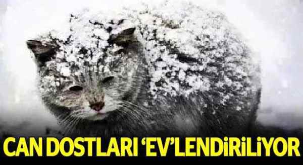Can dostlarını 'ev'lendiriyorlar
