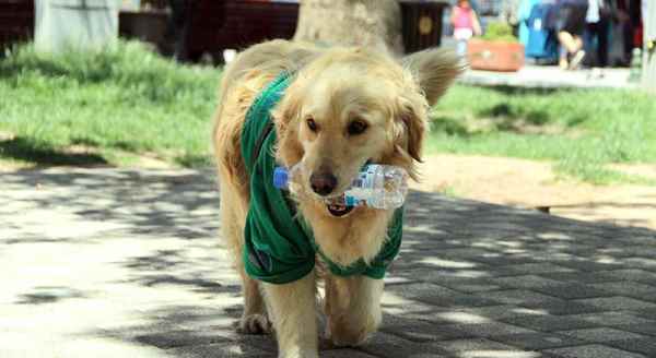 Çevreci Abdiş kadro bekliyor