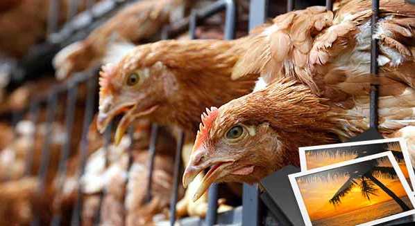 ÇİFTÇİLERE TAVUK VE HİNDİ DAĞITILDI