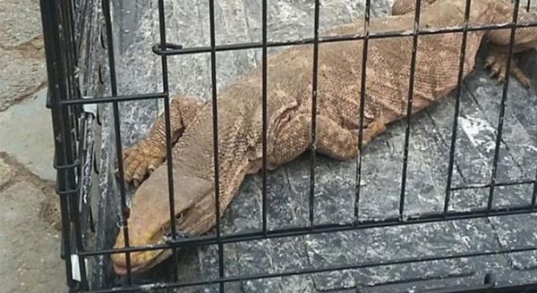 Cizre'de bulundu, koruma altına alındı