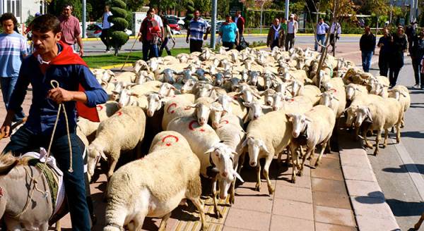 Çobanlar koyun sürüsüyle caddelerden geçti