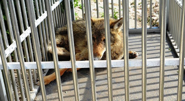 Çukura düşen kurt kurtarıldı