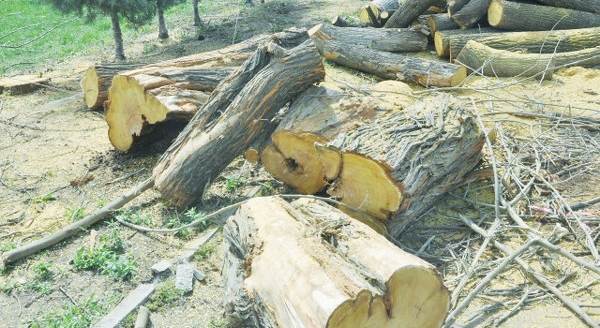 Dede Korkut Parkı’nda ağaç budama tepkisi