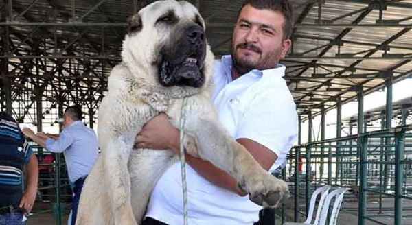Değerini duyunca şaşkına döneceksiniz!
