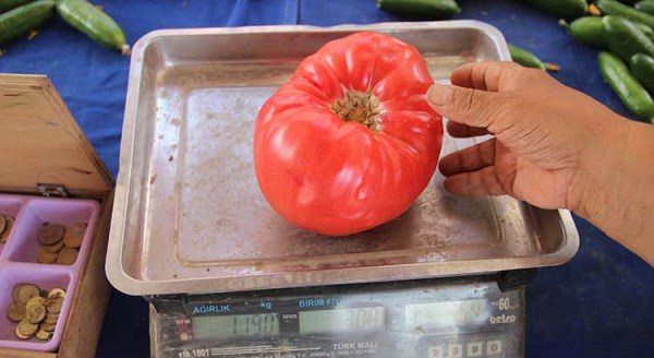 Domatesin ağırlığını duyanlar şaşırıyor
