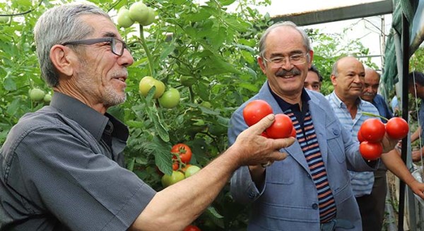 Domatesleri Büyükerşen topladı
