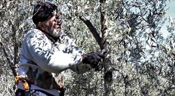 Ekmeğini ağaçtan çıkarıyor!