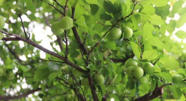 Eriğin tanesi dalında 10 lira