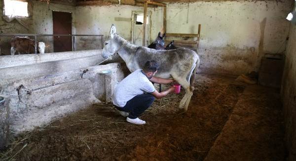 Eşek sütü siparişlerine yetişemiyor