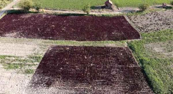 Eskişehir, Türkiye'yi bu seralarla besliyor!