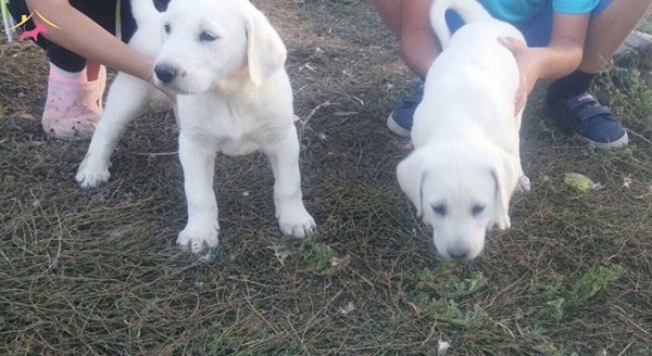 Eskişehir'de 'Akbaş' çiftliği kuruluyor