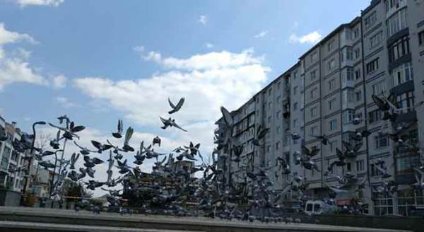 Eskişehir’de aç kalan güvercinler yemek aradı