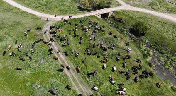 Eskişehir'de Afrika belgesellerini aratmayan görüntüler