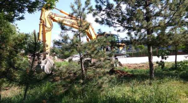 Eskişehir'de ağaç katliamı! Büyük tepki çeken görüntü...