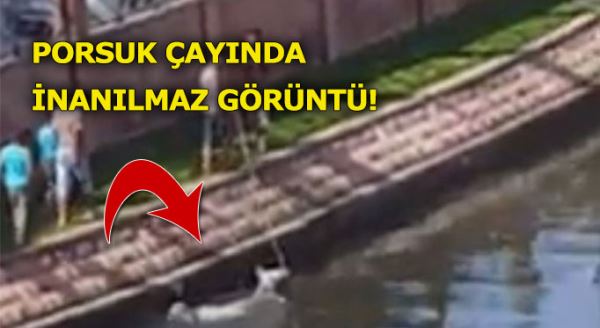 Eskişehir'de at kurtarma operasyonu!