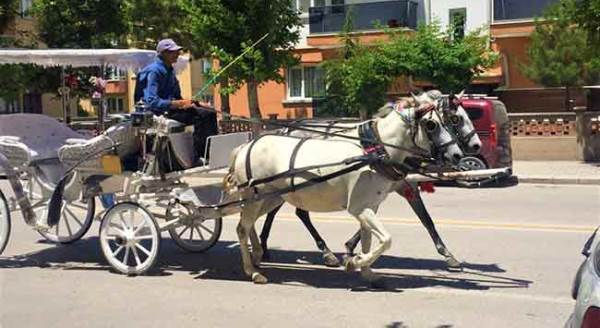 Eskişehir'de atların fayton çilesi bitmiyor