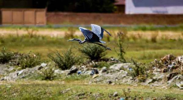 Eskişehir'de av peşinde böyle görüntülendi!