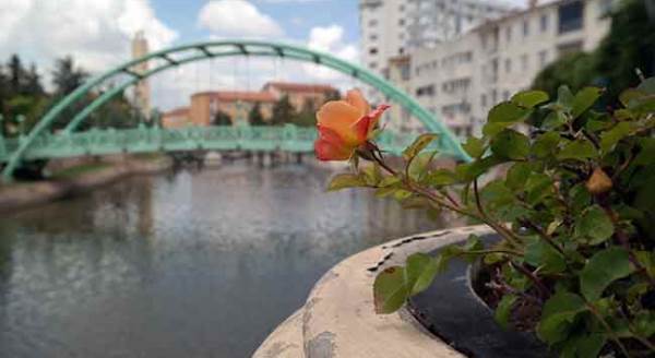Eskişehir'de bahar "gül şöleni" ile yaşanıyor