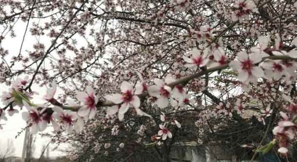 Eskişehir’de baharın habercilerinden muhteşem kareler...