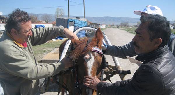 Eskişehir'de başıboş atlara çip takıldı
