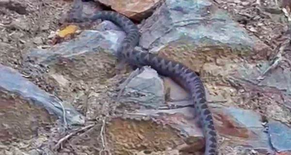 Eskişehir'de belgesellere taş çıkartacak görüntü! Sürüne sürüne...