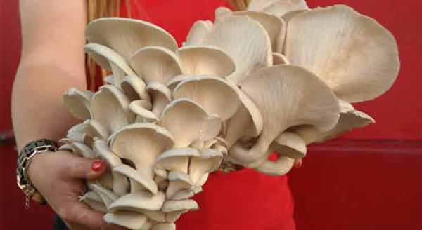 Eskişehir'de bir odada, torbaların içinde yetiştiriyor, fiyatıysa...