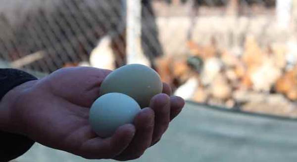 Eskişehir'de bu yumurtaları gören şaşıp kalıyor: Ejderha yumurtası!