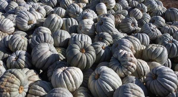 Eskişehir'de büyük dedelerinden gelen tohumlarla üretiyorlar!