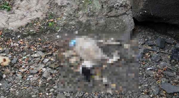 Eskişehir'de endişe veren hayvan leşleri