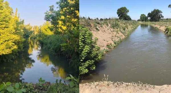 Eskişehir'de endişe veren manzara: O ağaçlara ne oldu?